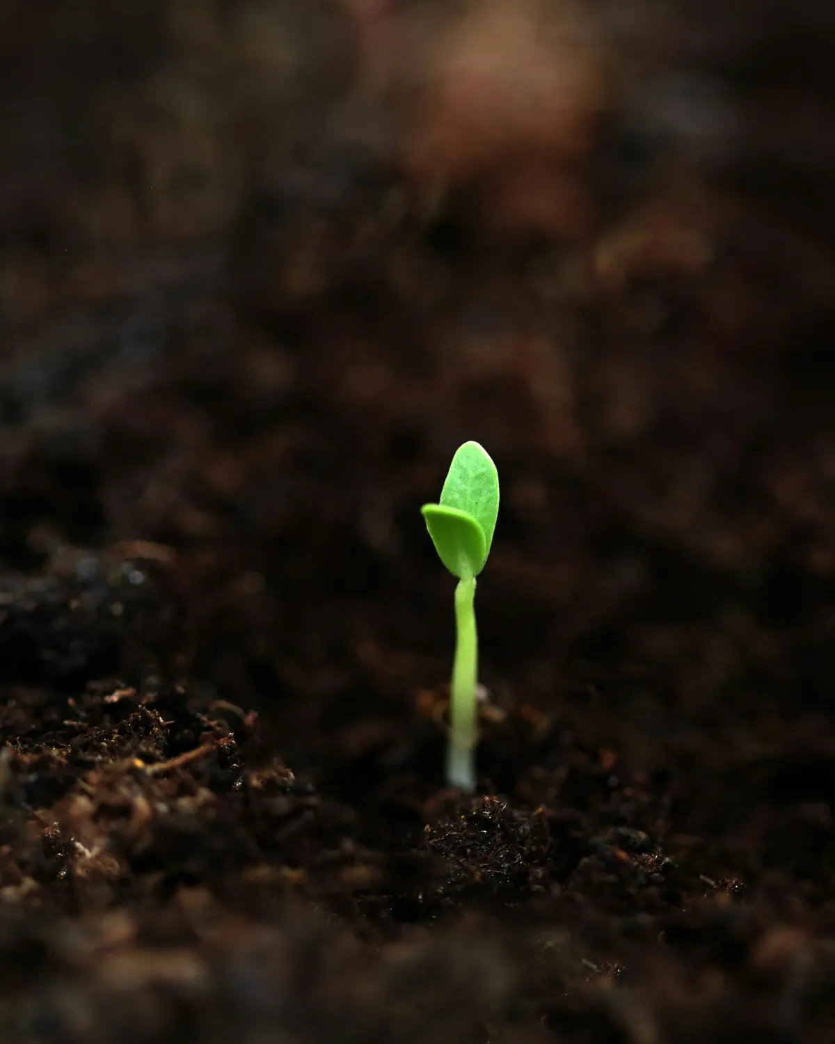 A young seedling growing from dark soil