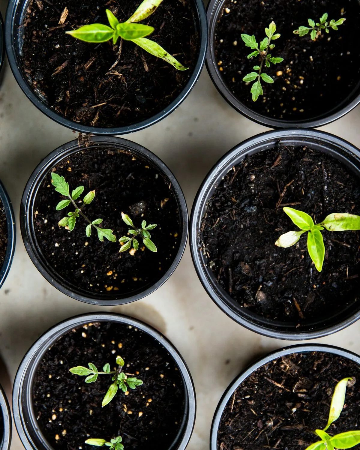 Young seedlings growing in rows of pots